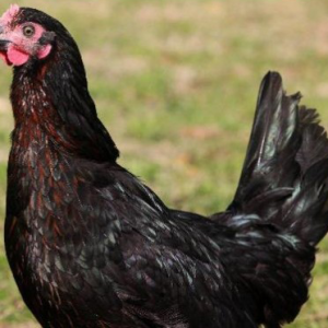 Barter Black Hens : From Day Old