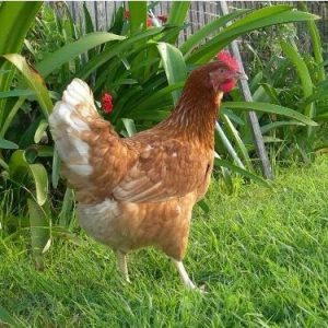 Barter Brown Hens : From Day Old