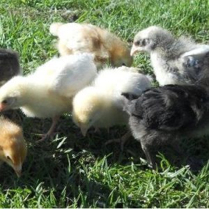 Barter Patchwork: From Day Old