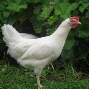 Barter White Hens : From Day Old