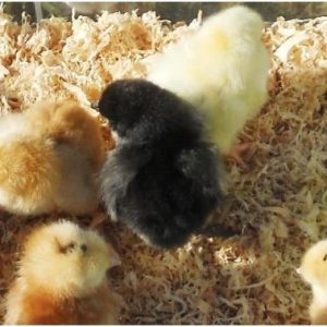 Cockerels / Roosters: From Day Old