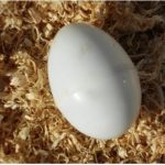 Dummy Chicken Egg