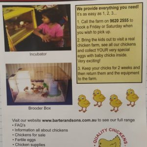 Watch Eggs Hatch At Home