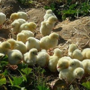 Meat Chickens (Unsexed): Day Old