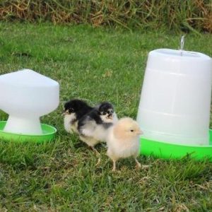 3 Day Old Cross-bred Chicks, Drinker & Feeder Pack