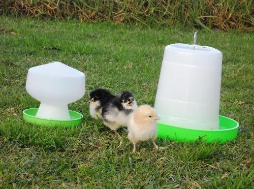 Package-Drinker-Feeder-Three-Xbreed-chicks-500x717-1