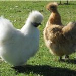 Silkie: From 13 Weeks all Hens
