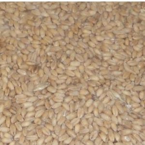 Chicken Feed - Wheat