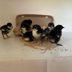 Fertile Chicken Eggs - Barter Black Per EGG!