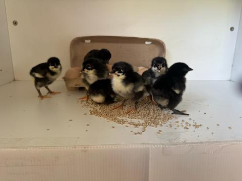 black-hen'