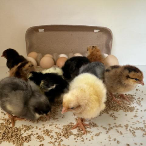 Fertile Chicken Eggs - Patchwork
