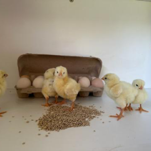 Fertile Chicken Eggs - Barter White Per EGG!