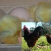 Fertile-Eggs-Rhode-Island-Red