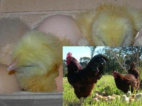 Fertile-Eggs-Rhode-Island-Red