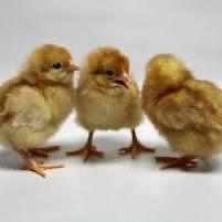 Isa Brown Chicks