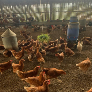 Isa Brown Hens