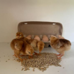 Pure Rhode Island Red