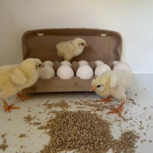 Pure White Leghorn
