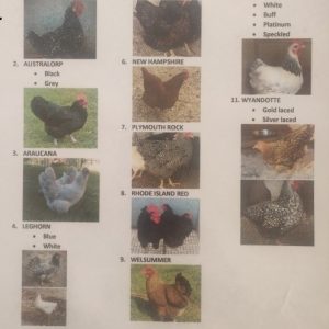 Heritage Purebreeds: DAY OLDS ONLY
