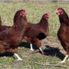 Rhode-Island-Red