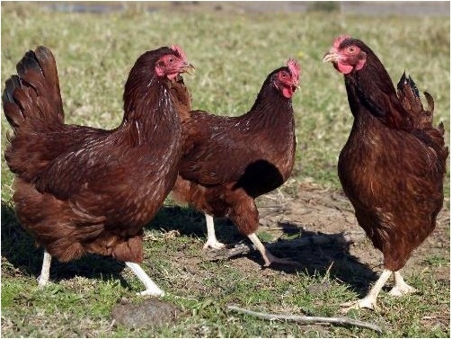 Rhode-Island-Red